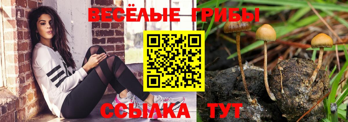 Галлюциногенные грибы Psilocybe Коркино
